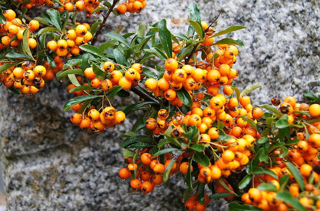 Sanddorn an der Mauer