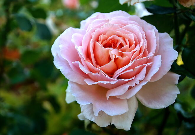 Englische Rose