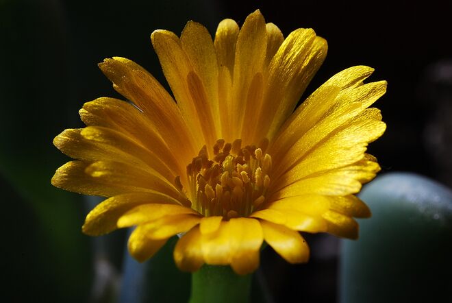 Ein Lebender Stein aus der Gattung Conophytum