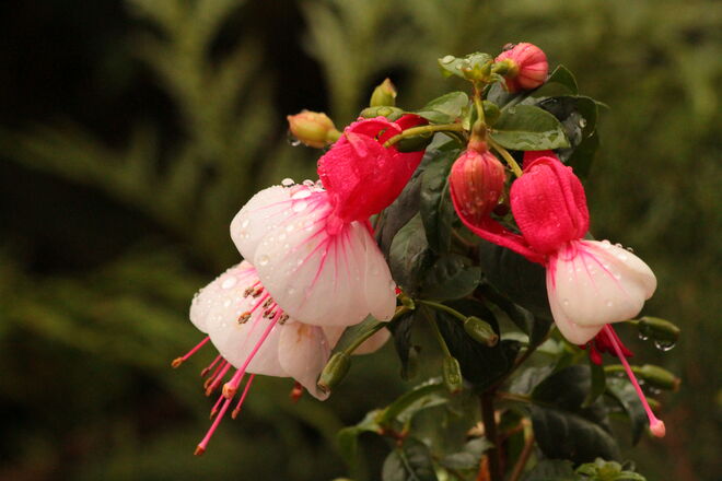 Fuchsienblüte im Regen