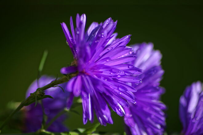 Tropfen auf der Herbstaster