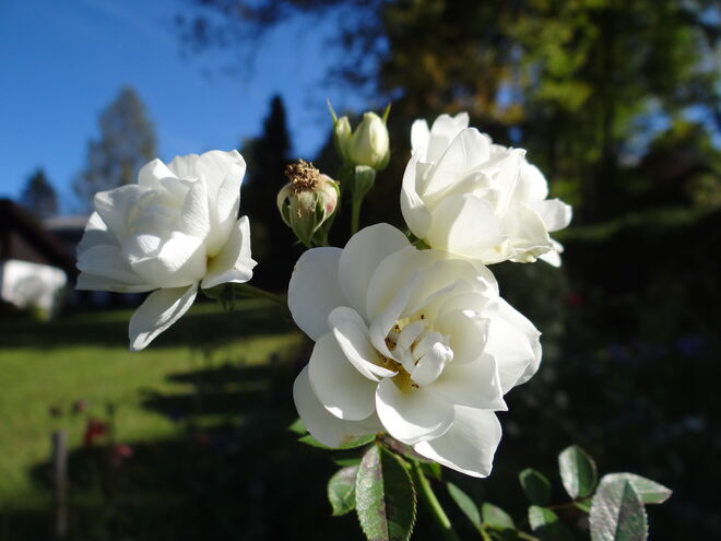 "Weiße Strauchrose"