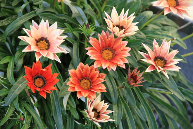 Die letzten Gerbera Blüten im Freien