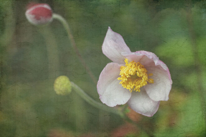 Späte Herbstanemonen