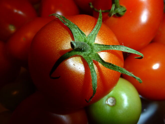 die letzten Tomaten vom Garten
