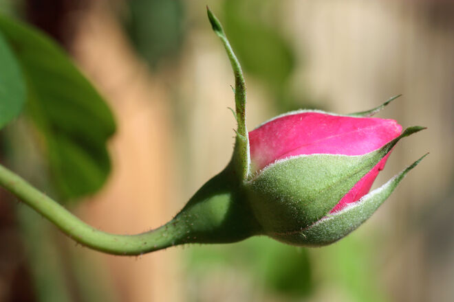 Mutige späte Rosenknospe