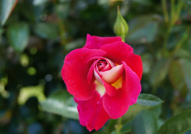 Rosen in Nachbar´s Garten