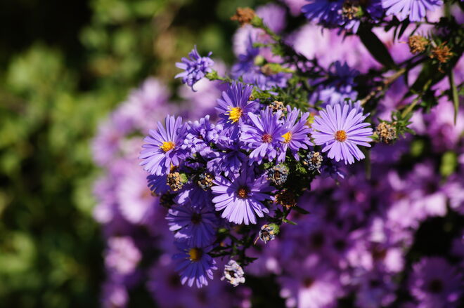 Herbstliche Blütenfülle