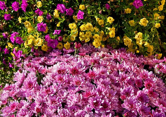 Die letzten Blumen dieses Sommers