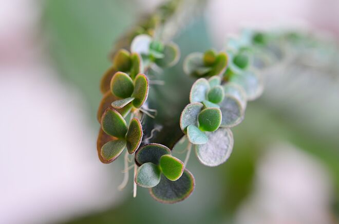 Kalanchoe daigremontiana