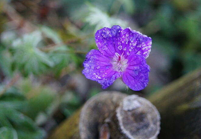 Eiskristalle am Storchschnabel
