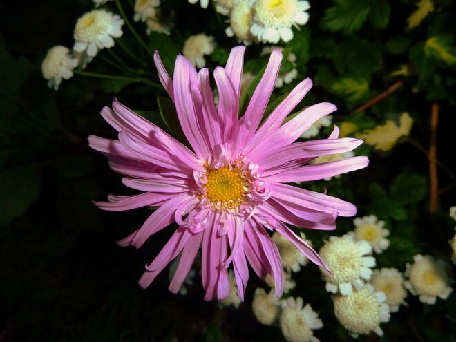 Aster