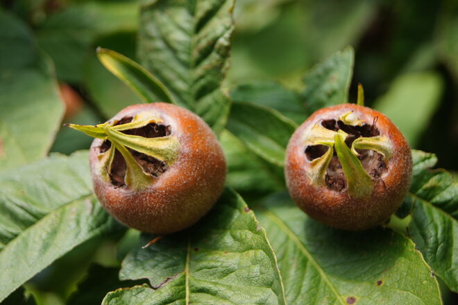 Mispelfrüchte - Asperl