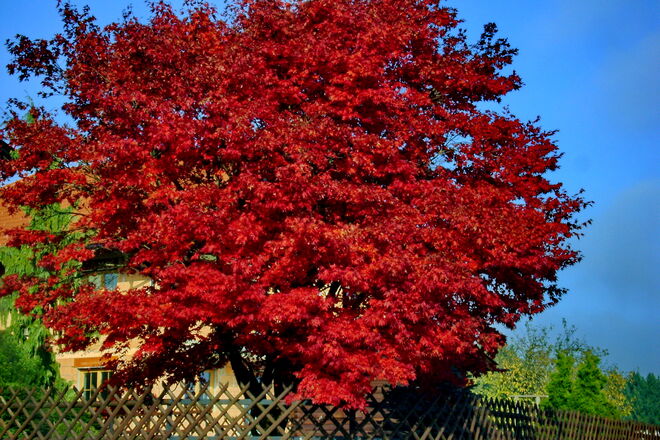 Acer rubrum "Red Sunset"