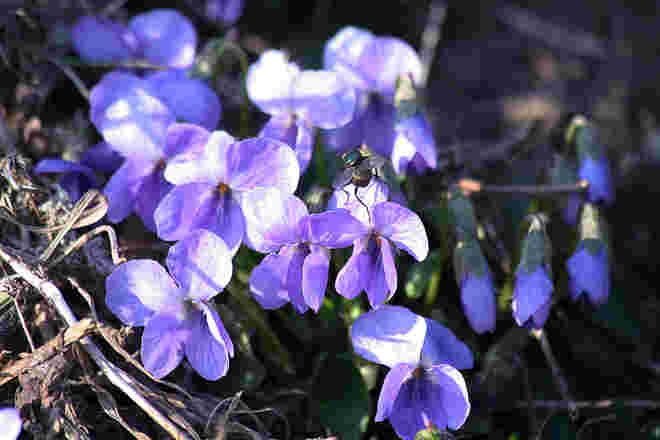 ...auch die blauen Veilchen freuen sich auf den Frühling!