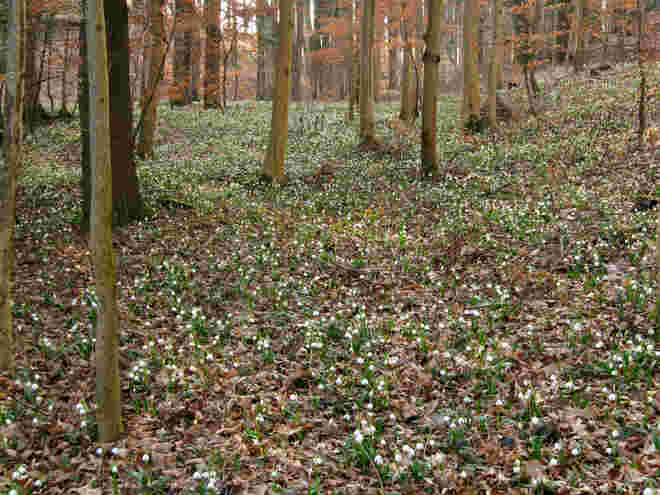 Ohrenbetäubendes Läuten