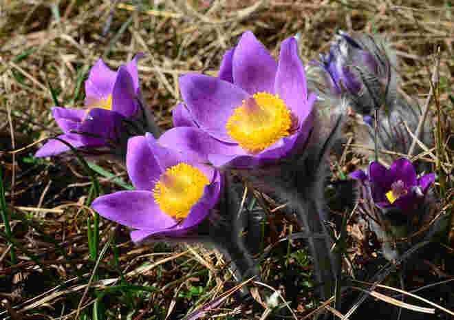 Kuhschellen