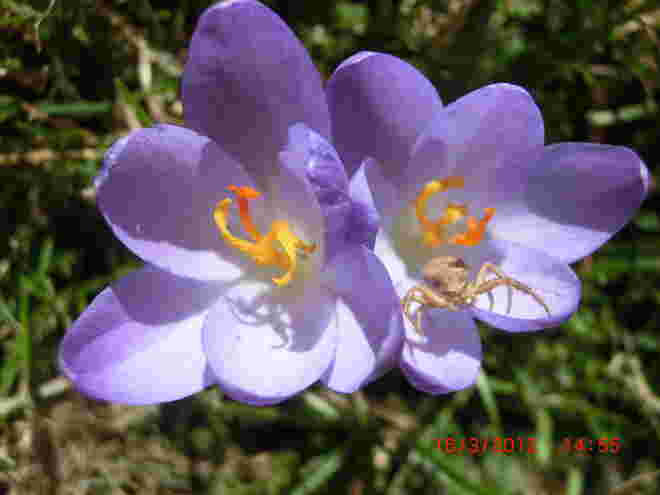Spinne im Krokus