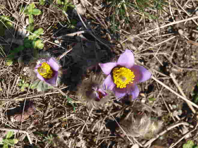 Küchenschelle