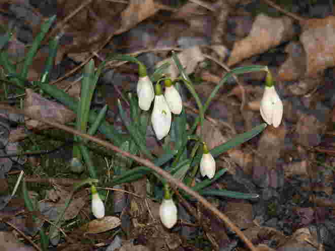 Frühling