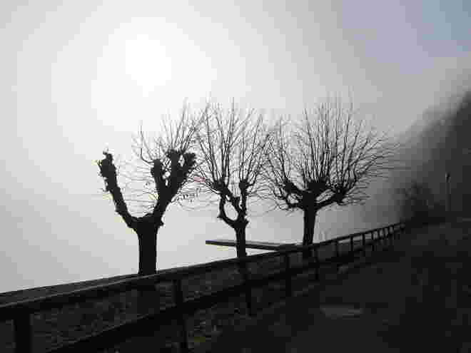Morgennebel