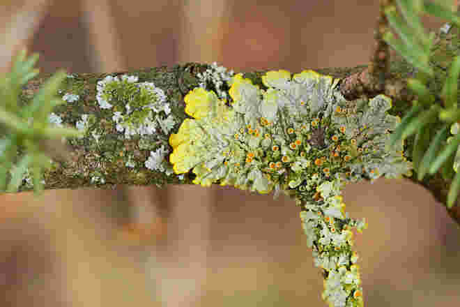 Flechten in Baumform