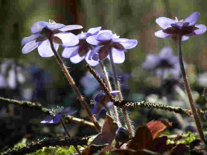 Im Gegenlicht