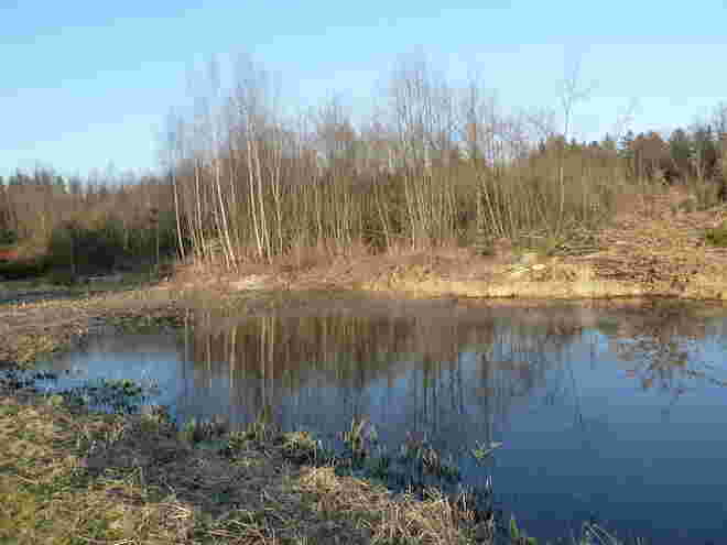am Waldrand