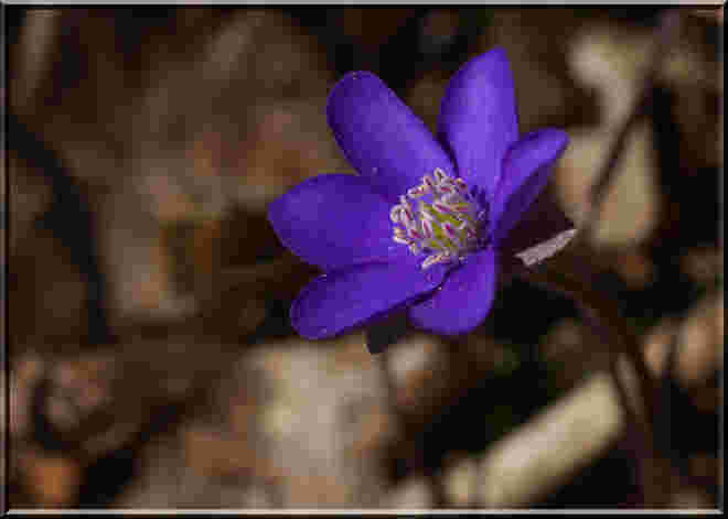Leberblümchen