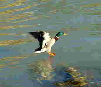 Anflug...