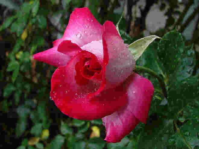 Rose - die Königin der Blumen 