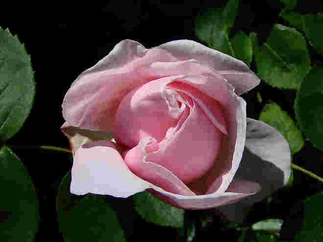 Rosarote Rose