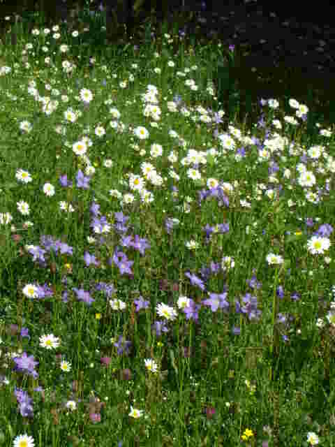 Blumenwiese