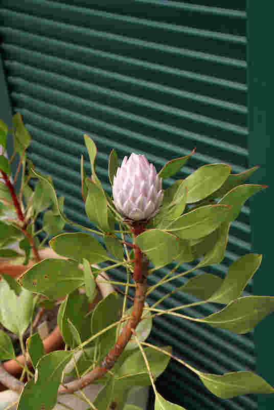 Protea