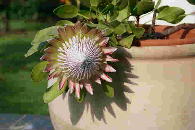 Protea