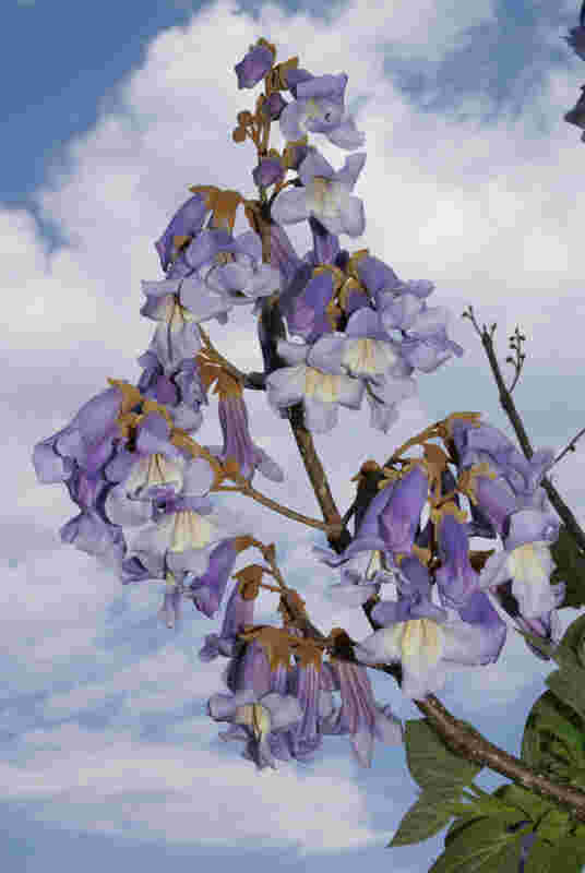 Der Blauglockenbaum