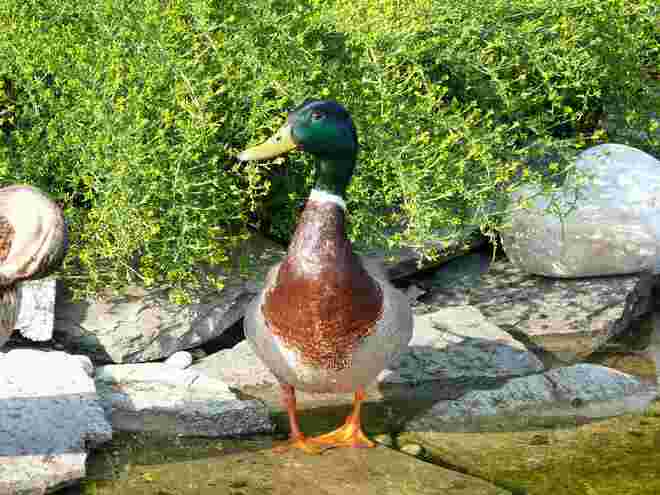 Ente