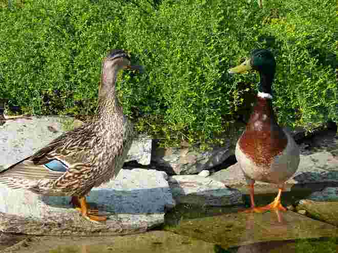 Ente x 2