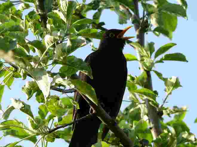 Amsel beim Songcontest