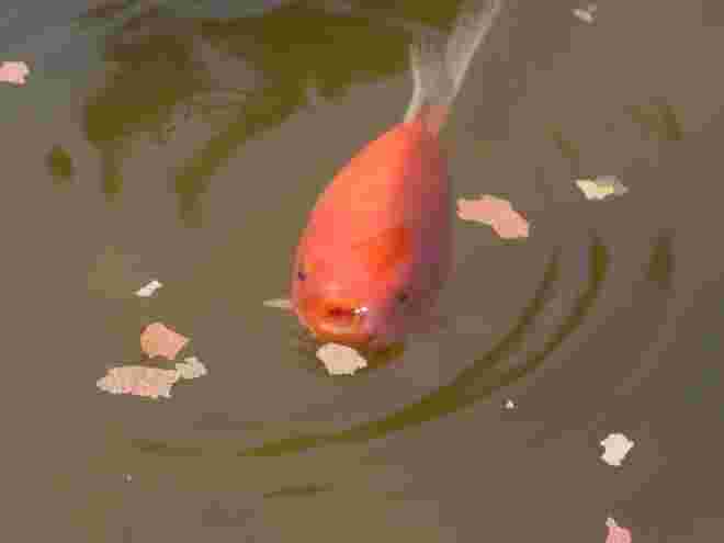 Schnappfisch