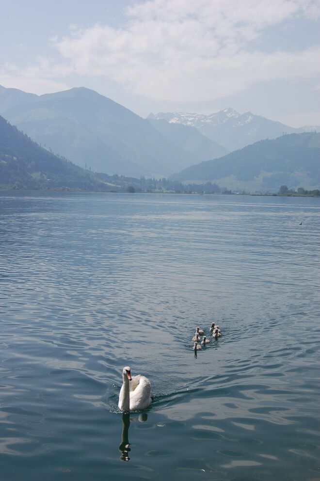 Schwanenfamilie auf Zeller See