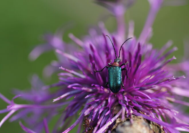Metallisch glänzender Käfer