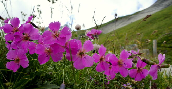 Gletscher-Nelke in den Hohen Tauern