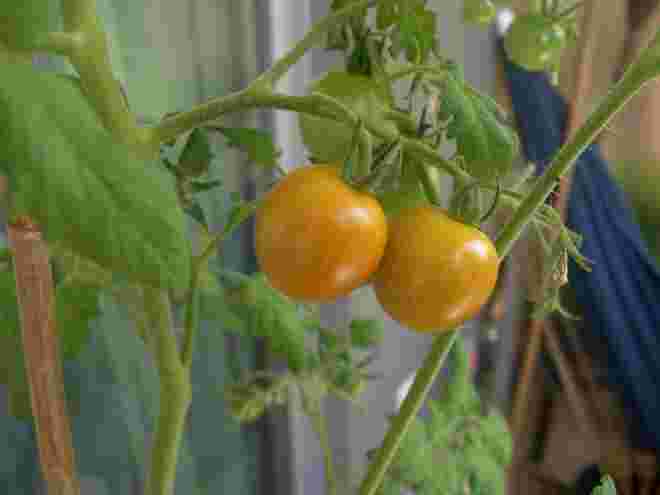 Tomaten-Paar