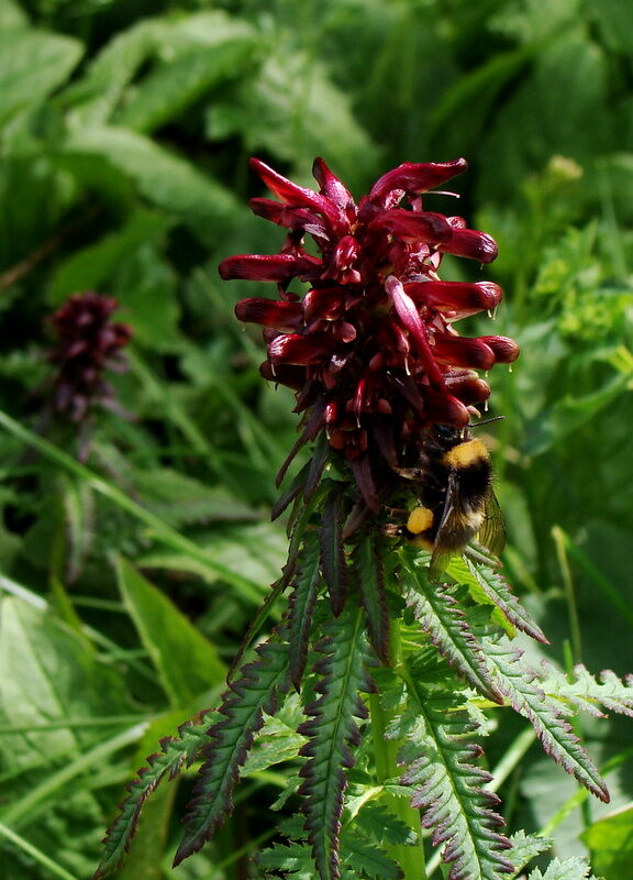 Gestutztes Läusekraut