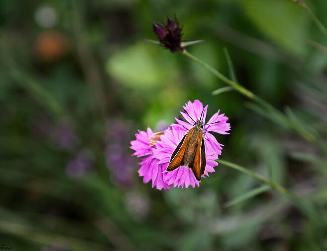 Steppenhang-Bewohner