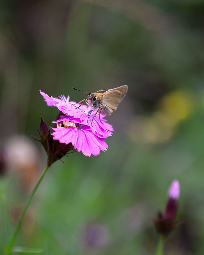 Steppenhang-Bewohner 2