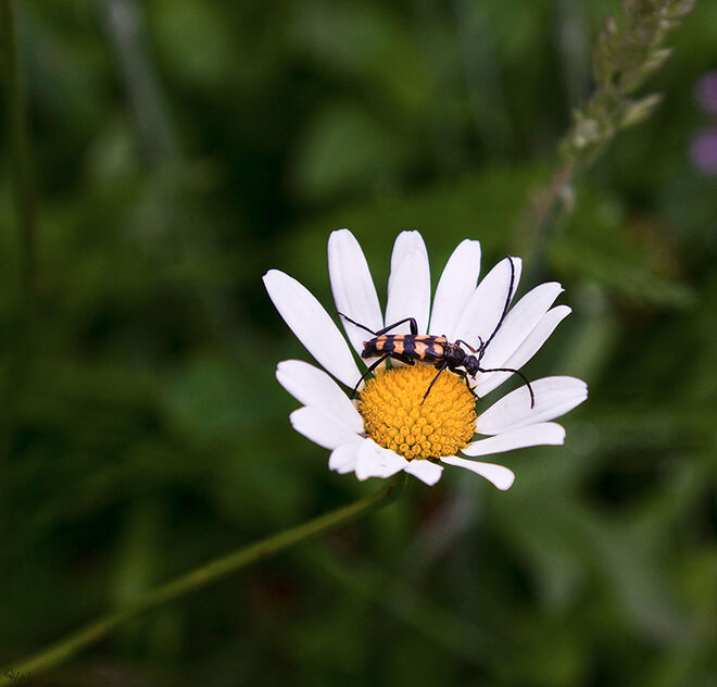 Steppenhang-Bewohner 3