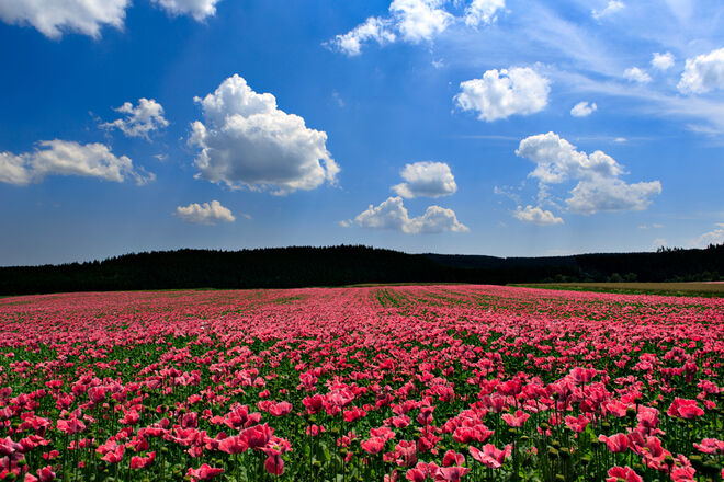 blühendes Waldviertel ...