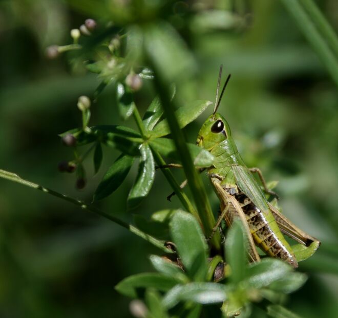 Hallo, mein Name ist Flip ;-)